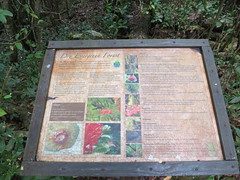 Trail Sign: Dry Evergreen Forest