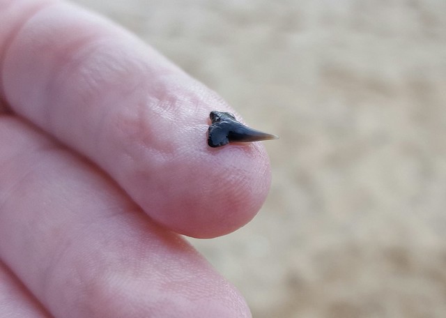 Fossilized shark's tooth found at Westmoreland State Park in Virginia