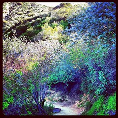 A tunnel of Ceanothus (California Lilac) on the Echo mountain Trail.  Thank you Trail Boss, Mark Gage!