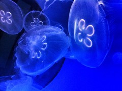 Moon jellies at the National Marine Aquarium, Plymouth
