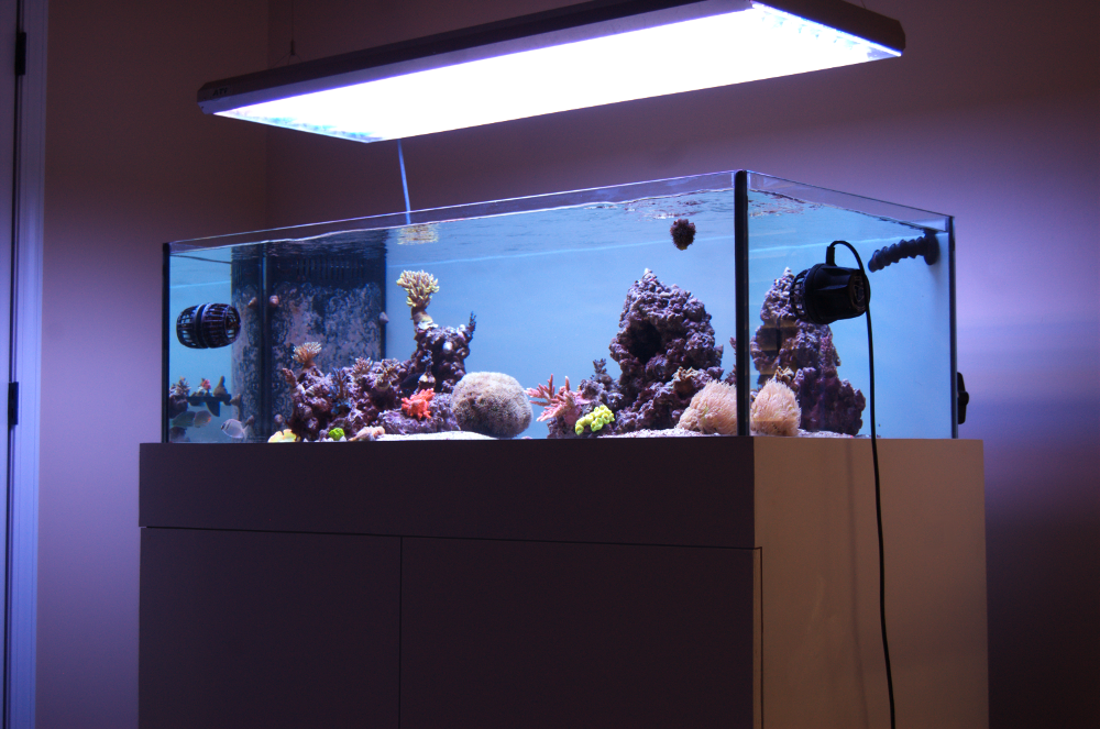 Reefcentral. Морской аквариум 120 литров. Строение морского аквариума. Тумба под морской аквариум. Светильники для морских аквариумов centralreef.