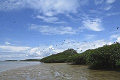 Isla de las aves, Tumbes, Perú