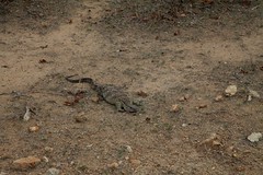 Water (Nile) Monitor Lizard in Botswana