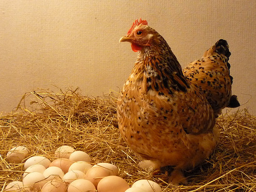Cage-free hen and eggs