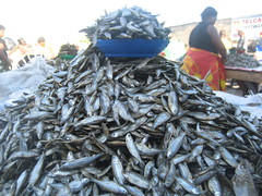 Small dried fish being sold at the market in Mongu, Zambia. Photo by Kate Longley, 2013.