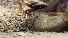 Brown bear paw - Dierenpark Amersfoort