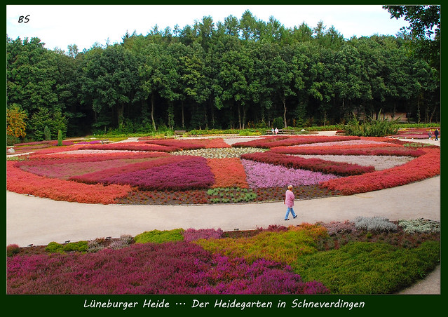 Lüneburger Heide - Heidegarten in Schneverdingen - Foto: Brigitte Stolle September 2016