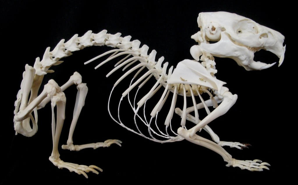 Squelette de Cobaye / Guinea Pig Skeleton (Cavia porcellus… | Flickr