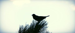 May 27 - Agelaius phoeniceus (Redwing Blackbird) Silhouette on Red Pine at Newman Lake near Springstead, WI