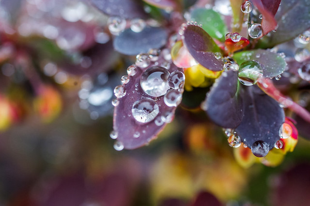 Water Drops on Barberry
