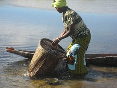 Fishing with fishing basket in Matongo fishing camp, Zambia. Photo by Kate Longley, 2013.