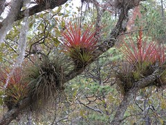 Bromeliads in the trees - Bromelias en los árboles; Región Mixes, Oaxaca, Mexico