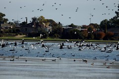 Birdlife on Lake Boort, Vic.