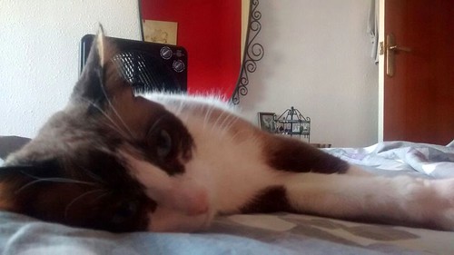 Ummi, gata Siamesa tricolor muy dulce y juguetona tímida nacida en 2013, en adopción. Valencia. ADOPTADA. 29687439720_78ebfa8699