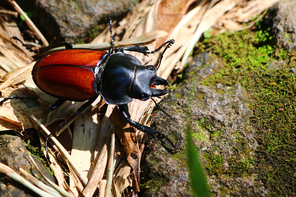 紅圓翅鍬形蟲 Neolucanus swinhoei