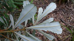 Banksia integrifolia subsp. monticola leaves underside