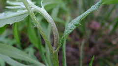 Fireweed Groundsel stem