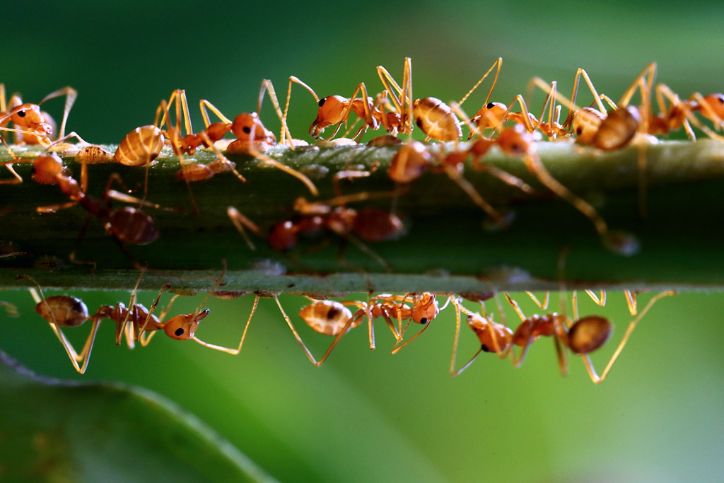 Image result for group of ants