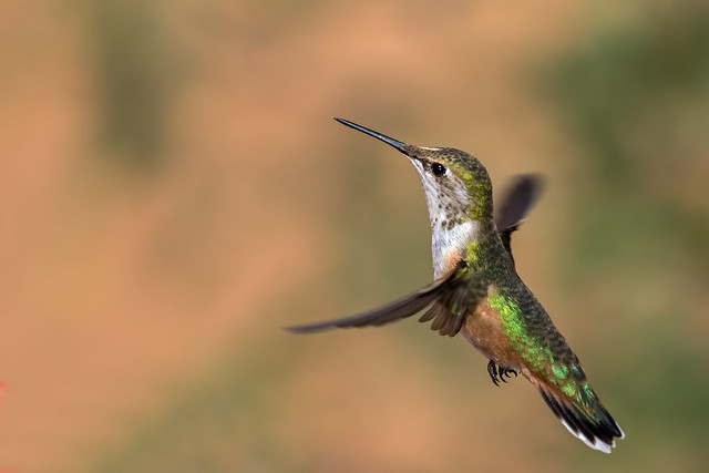 Broad-tailed-Hummer-6-7D2-093016