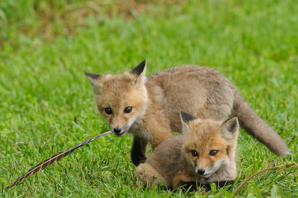 Red Fox Kits | David Clippinger | Flickr