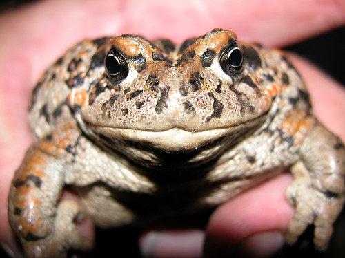 Amargosa toad