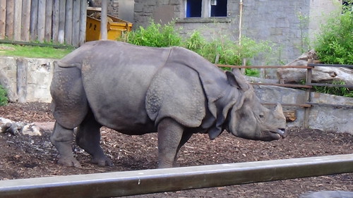 Edinburgh Zoo Sept 16 (15)