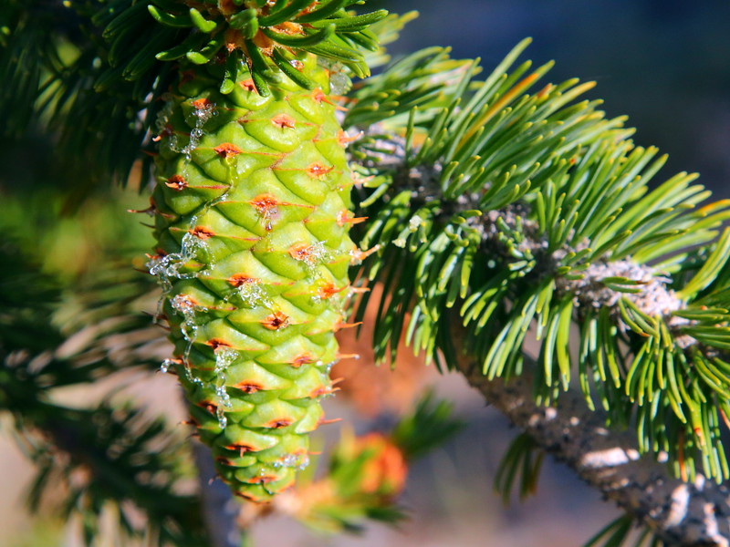 IMG_7268 Bristlecone Pine Female Cone (Fertilized)