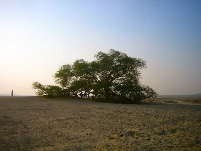 Tree of life, alone in the middle of the desert, Bahrain - البحرين‎‎