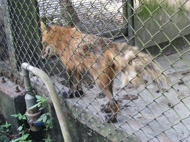 紅狐狸骨瘦如柴，明顯健康已出現問題，環境單調枯燥，牠們只能在籠內不斷繞圈或呈現呆滯狀態。圖片提供：台灣動物社會研究會