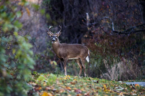 Photo of deer in forest, photographed by by Duane Tucker