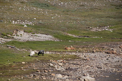 Sheep on hike to Lake 90 plateau, Greenland