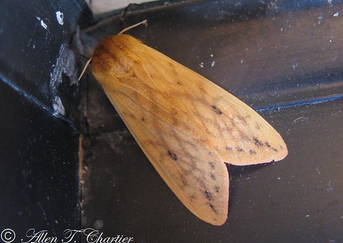 Pyrrharctia isabella (Isabella Tiger Moth)
