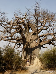 Baobab - Namibia