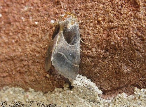 Schinia arcigera (Arcigera Flower Moth)