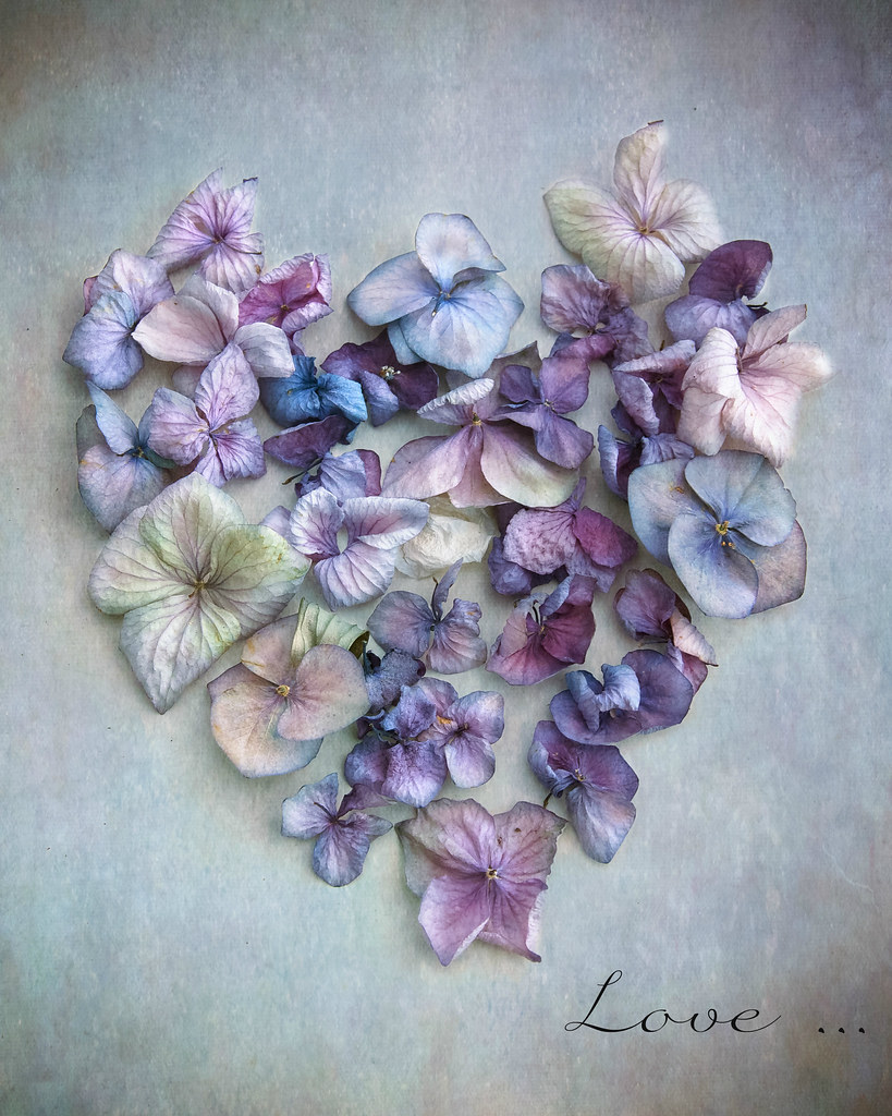 Love hydrangea heart