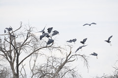 Black heron flock, Lake Ngami