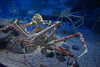 114 Osaka aquarium - Japanse reuzenkrab