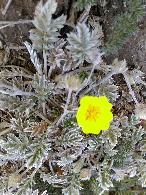北疆的花 (2)