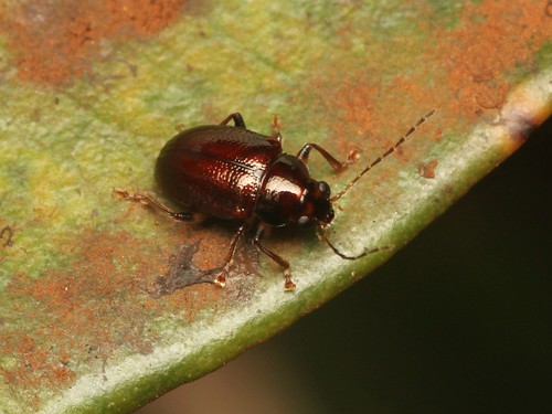 NEED ID leaf beetle