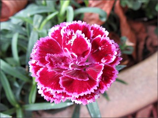 Bi-color pink carnation