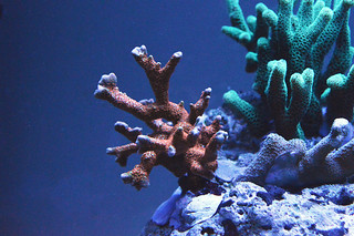 EdoVan's Shallow Nano Reef 150L - Page 4 15819579320_3fd41889ba_n