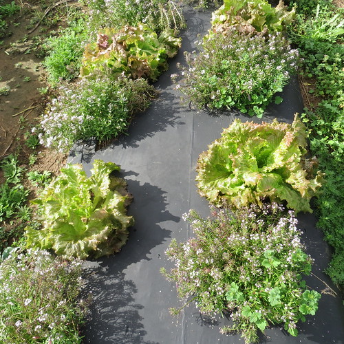 Sweet alyssum is paired with lettuce in field plots demonstrating the 'companion cropping' concept.