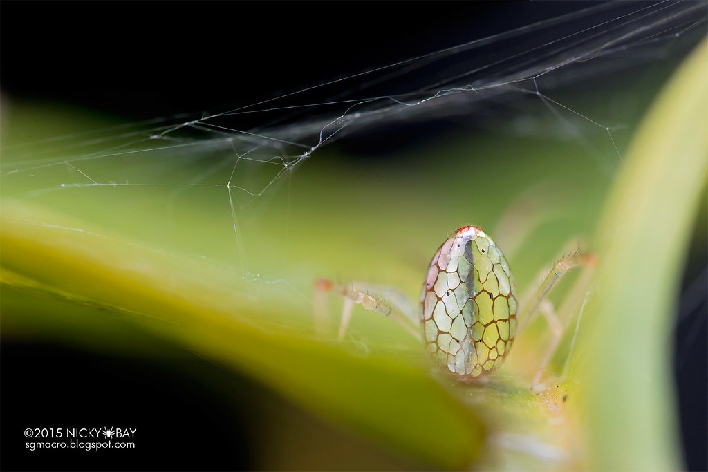 A tükröződő hátú pókok a természet igazi csodái 7