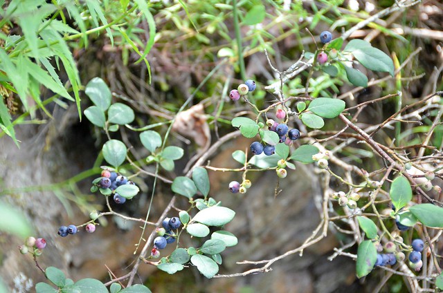 Dawgs you tell me, are these wild blueberries or huckleberries from Douthat State Park in Virginia?