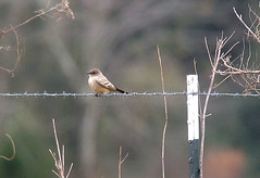 Say's Phoebe. GMNH 7098. Baker County, 6 January 2013. Photo by Larry Gridley