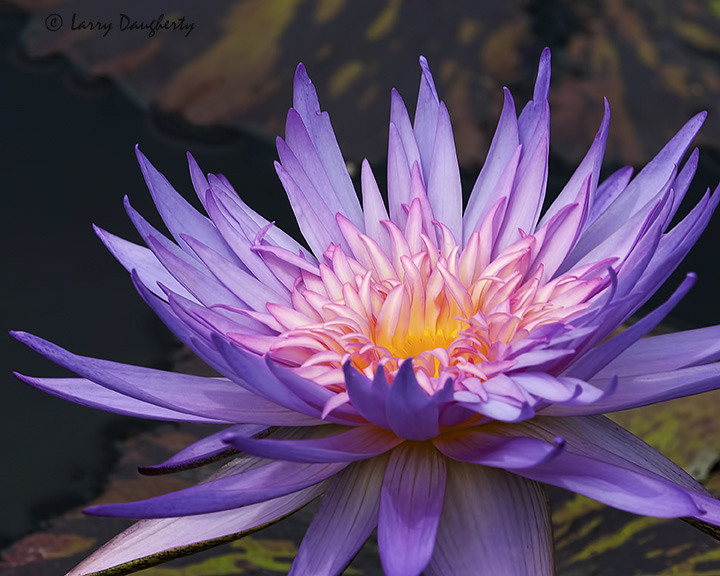Water Lily At New Orleans Botanical Gardens D200 Flickr