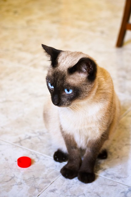 Sting, gato siamés de ojazos azules excelente compañero, nacido en Agosto´13, en adopción. Valencia. ADOPTADO. 16316148080_7455139478_z