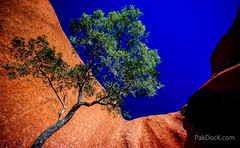 Uluru tree