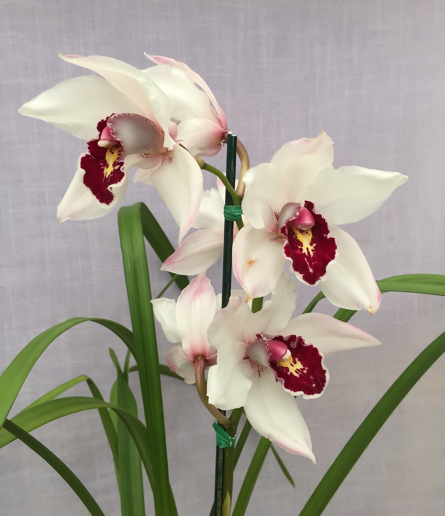 Orchid Cymbidium White