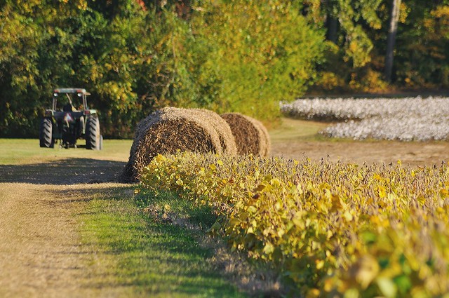 A tractor during harvest and haybales...spend a day on the farm at Chippokes State Park, Virginia